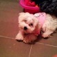 cloe de peke, con 3 meses y medio estrenando jersey..